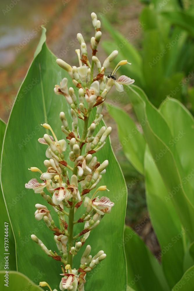 Obraz premium homegrown organic galangal flower by the pond