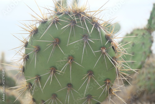 close up of cactus