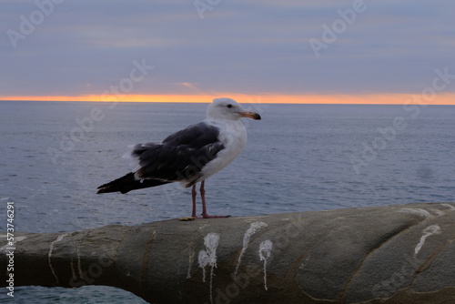 seagulls on the beach