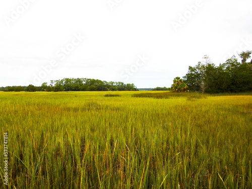 Grassy swamp in a Georgia park
