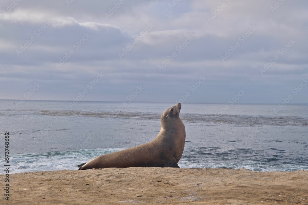 Fototapeta premium sea lion on the beach
