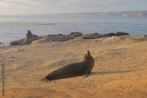 seal on the rocks