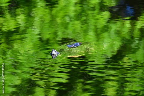 Florida Cooter - Pseudemys floridana - amidst bright green reflections in wetlands of Green Cay Nature Center in Boynton Beach, Florida. photo