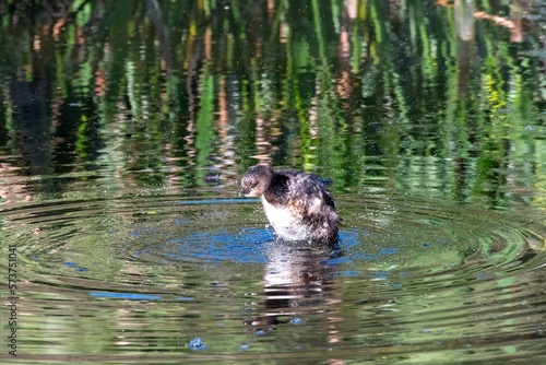 Bathing Pied-billed Grebe - Podilymbus podiceps - in Green Cay Nature Center wetlands in Boynton Beach, Florida photo