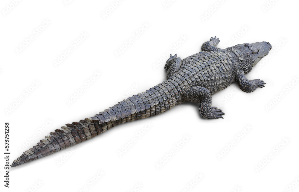 Fototapeta premium Crocodile isolated on white background. Image with Clipping path.
