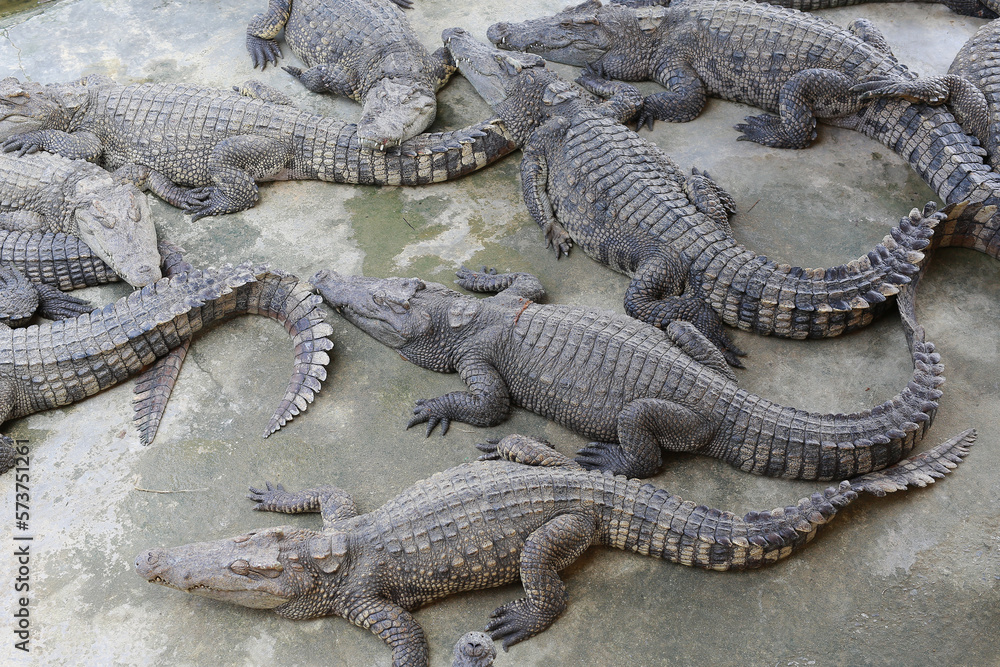 Crocodile in the farm and zoo in Thailand. Crocodile in the farm and zoo in Thailand.