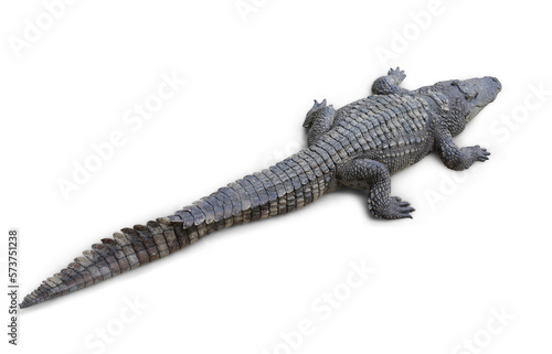 Crocodile isolated on white background. Image with Clipping path. © zilvergolf