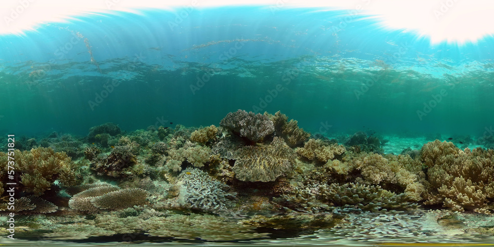 Fototapeta premium Tropical colourful underwater seascape. Tropical fishes and coral reef underwater. Underwater landscape. Philippines. 360 panorama VR