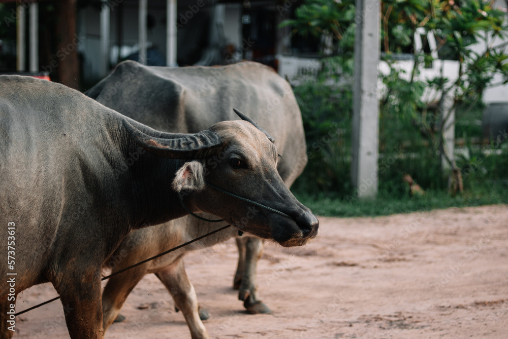 Naklejka premium farming buffalo in southeast asia