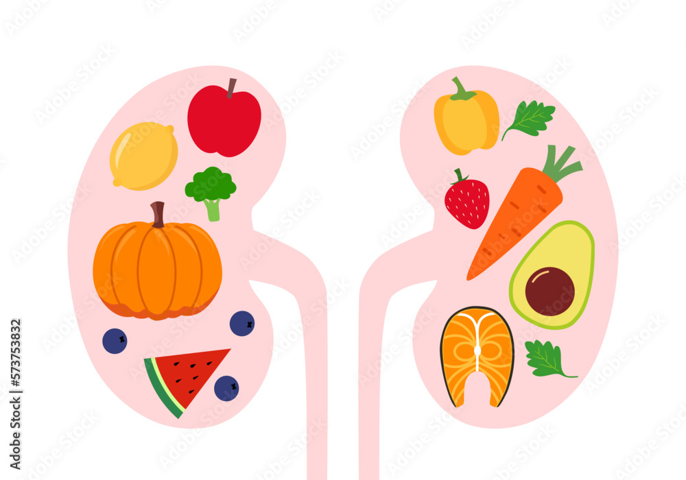 Healthy food for kidneys concept vector illustration.