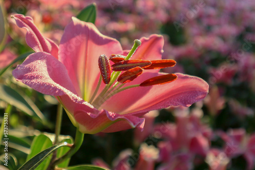 Beautiful pink lily flower  Blooming White lilies and green leaves in the garden  Blooming pink tender Lily flower.