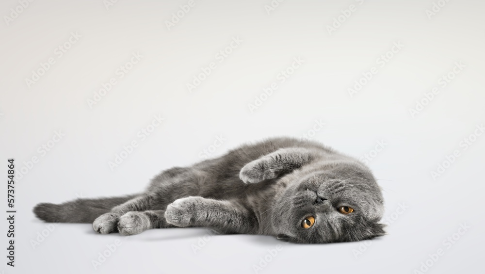 Cute domestic cat pet posing Cute domestic cat pet posing