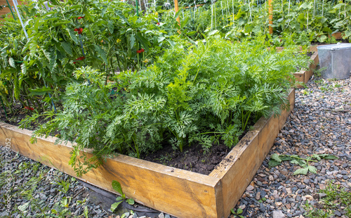 Growing vegetables on a raised wooden bed in the backyard garden, vegetable growing concept