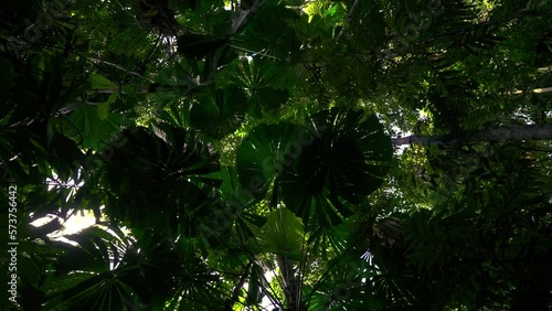 Jungle rainforest seen from below at Daintree National Park, Australia. Lush green palm trees with round shaped leaves and dense canopy. Cinematic scenic tropical ecosystem in atmospheric forest in 4K photo