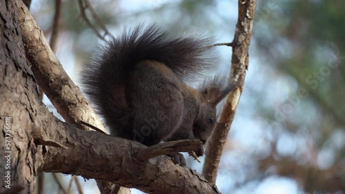 Red Squirrel on Branch Eating photo