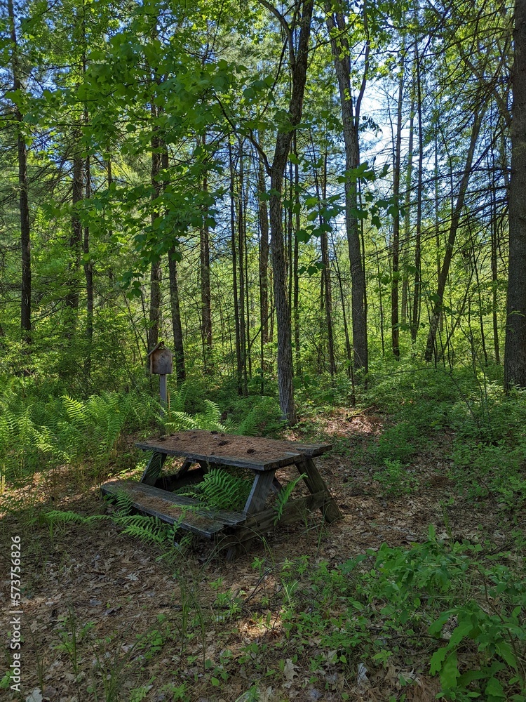 wooden bench in the forest of a spring season in america natural landscape outdoors wooden bench in the forest of a spring season in america natural landscape outdoors