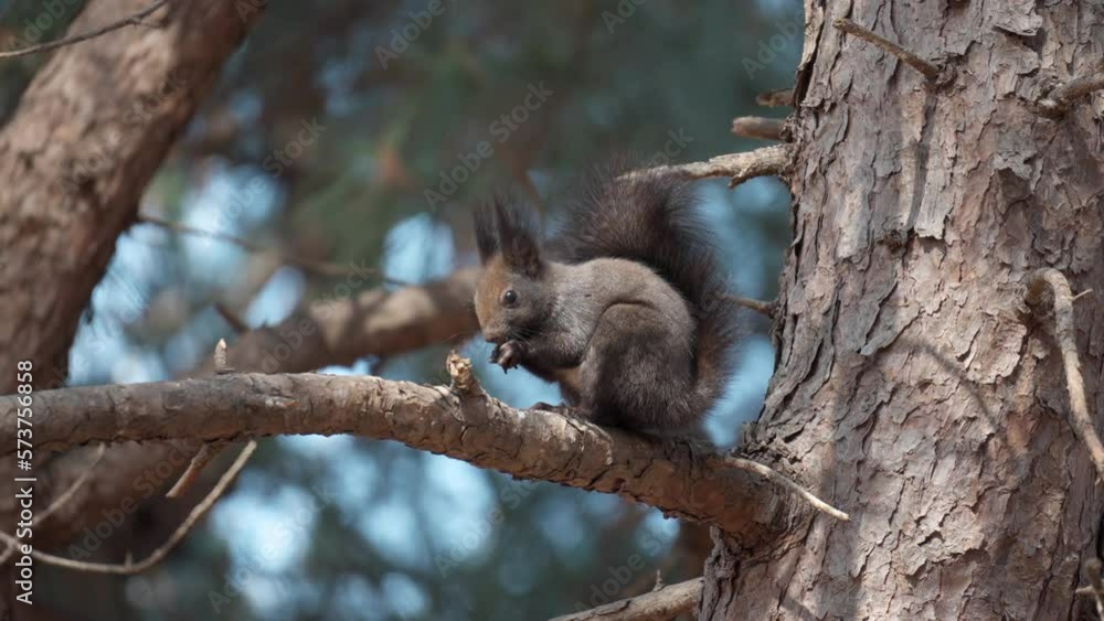 Red Squirrel Eating Nut Sitting on Pine Tree Branch Under Morning Sunlight Red Squirrel Eating Nut Sitting on Pine Tree Branch Under Morning Sunlight