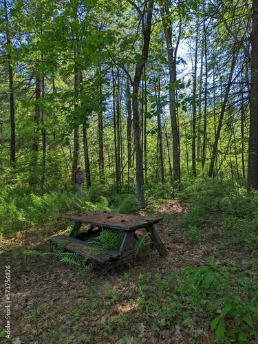 wooden bench in the forest of a spring season in america natural landscape outdoors