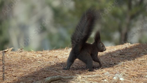 Rear view of Eurasian red squirrel lay in supplies of nuts into the ground and cover food with follen leaves photo