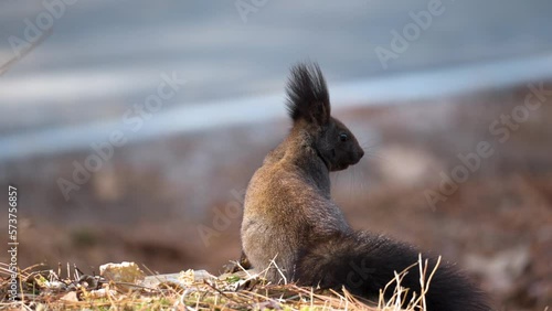 Rear view of Eurasian red squirrel (Sciurus vulgaris orientis) alerted looking around and run away photo