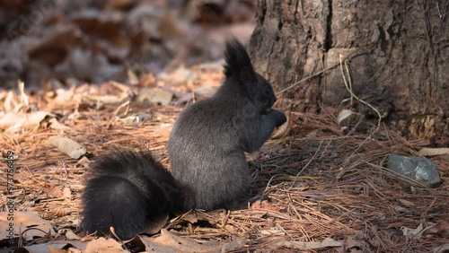 Eurasian red squirrel  eating nut by the tree trunk in Autumn forest photo