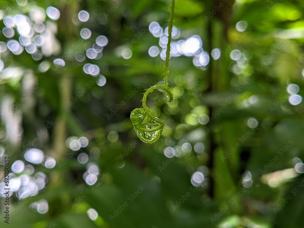 drops of dew on the grass natural landscape macro shot drops of dew on the grass natural landscape macro shot