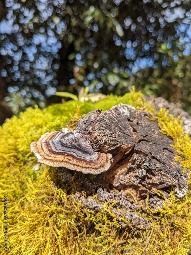 mushroom on a tree spring season nature photography ideas mushroom on a tree spring season nature photography ideas