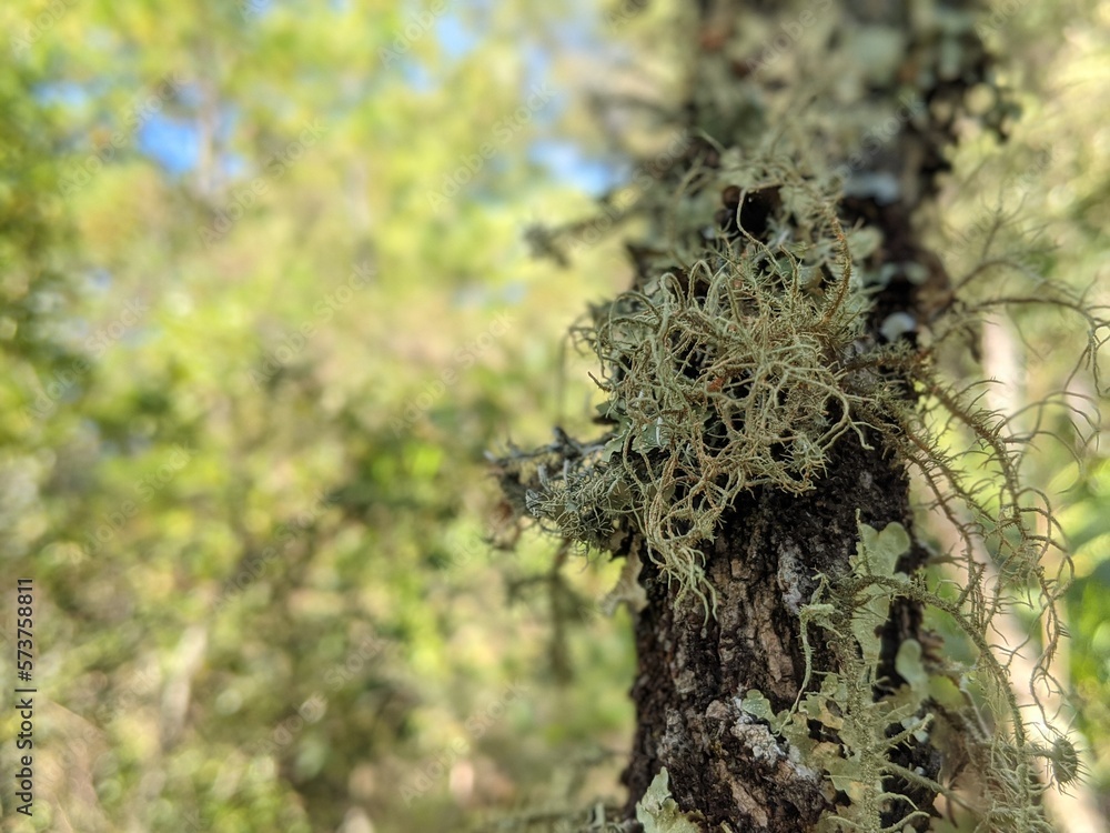 Fototapeta premium Moss and lichens in the woods, natural landscape and plants biology of america macro shot 