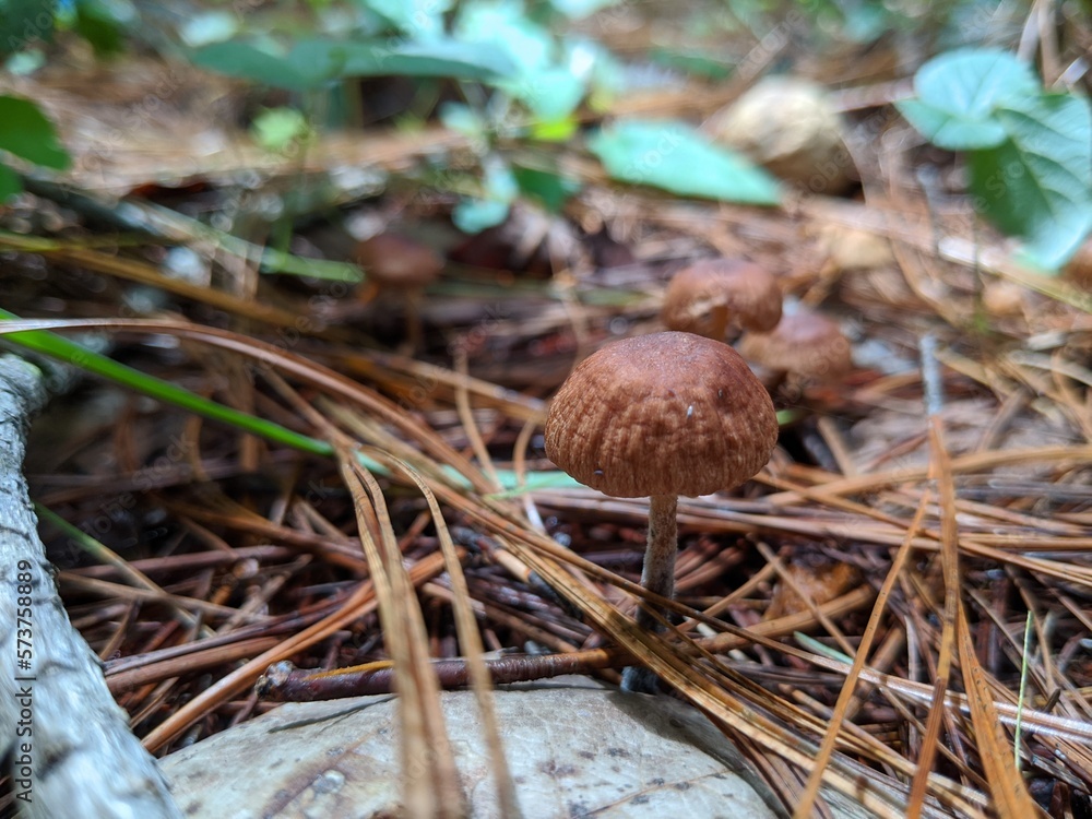 mushrooms in the grass spring season nature and outdoors landscape panoramic view mushrooms in the grass spring season nature and outdoors landscape panoramic view