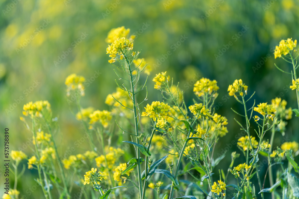 Obraz premium field of yellow flowers