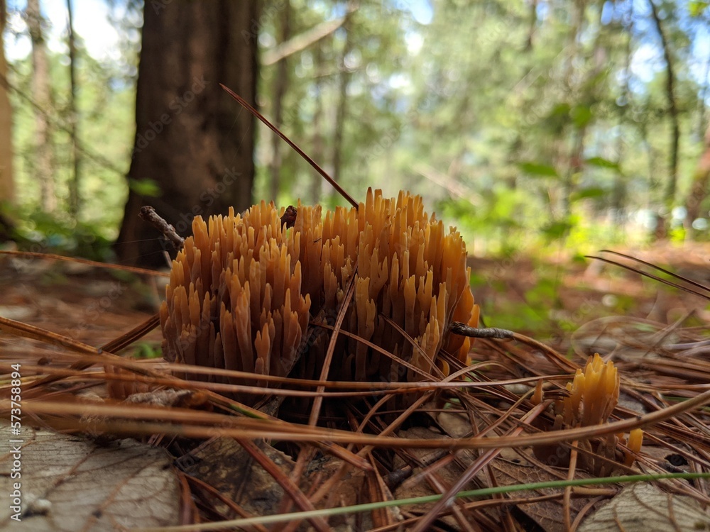 mushrooms in the woods nature in the spring mushrooms in the woods nature in the spring