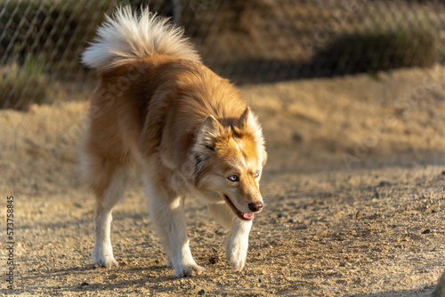Icelandic Sheepdog playing