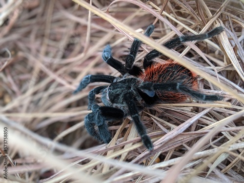 Canvas Print spider tarantula macro photo in the grass wild animals of america, biology and e