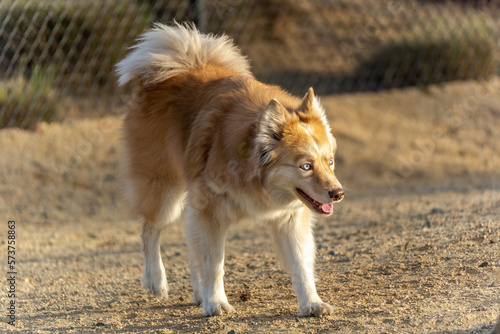 Icelandic Sheepdog playing