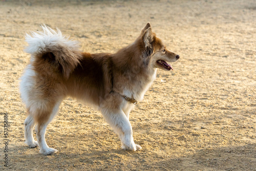 Icelandic Sheepdog playing