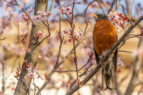 robin on a branch