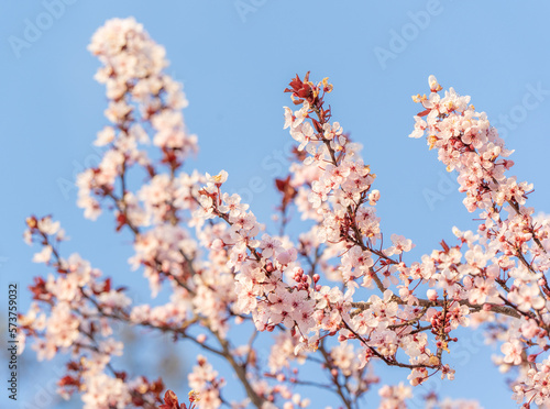 cherry blossom in spring