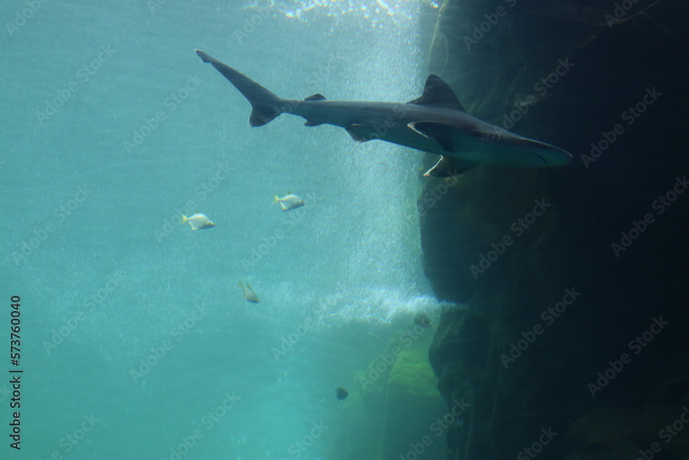 Fototapeta premium Scene in the aquarium, with a group of small fish below the whale shark