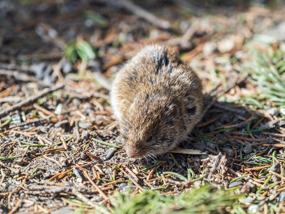 A closeup of a Common vole, Microtus arvalis, on the ground with a blurry background A closeup of a Common vole, Microtus arvalis, on the ground with a blurry background