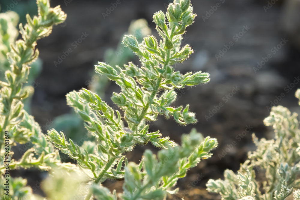 Cressa plant closeup. Cressa plant closeup.