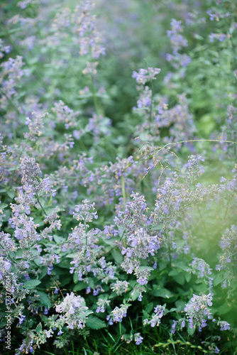 A garden of catmint plants in bloom growing