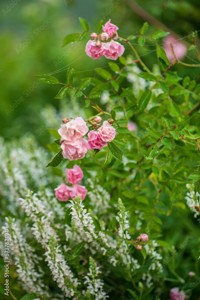 pink roses in the garden pink roses in the garden