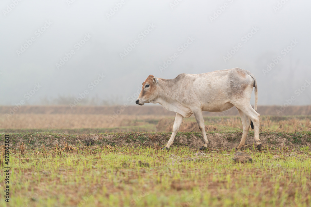 A white cow is walking in the harvested field in the morning mist at Mueang Khong, Chiang Dao, Chiang Mai, Thailand. A white cow is walking in the harvested field in the morning mist at Mueang Khong, Chiang Dao, Chiang Mai, Thailand.