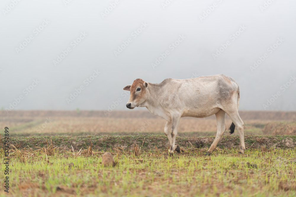 Fototapeta premium A white cow is walking in the harvested field in the morning mist at Mueang Khong, Chiang Dao, Chiang Mai, Thailand.