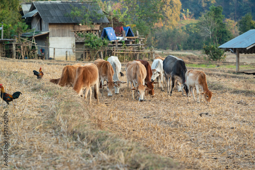 A herd of cows grazes in the middle of the harvested fields beside the village.