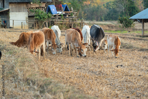 A herd of cows grazes in the middle of the harvested fields beside the village.