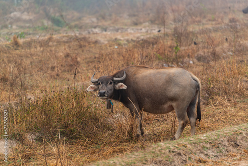 A buffalo is grazing in the harvested field in the mist morning at Mueang Khong, Chiang Dao, Chiang Mai, Thailand.