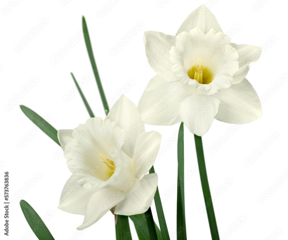 The spring cute white daffodils The spring cute white daffodils