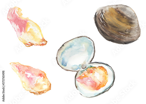 水彩で描いたホッキ貝のイラスト