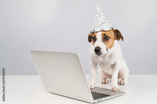 Jack Russell Terrier dog in a foil hat works at a laptop.  © Михаил Решетников